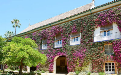 Vuelven las #JornadasculturalesCOITAOC con una visita guiada al Palacio de las Dueñas en Sevilla